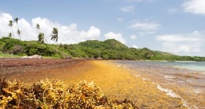 Large quantities of Sargassum seaweed lay ashore at the "Anse au Bois" beach in Martinique