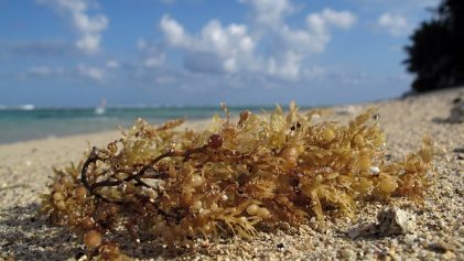 sargassum algae