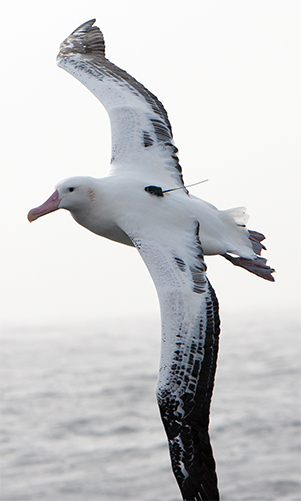 albatros with a satellite tracking tag