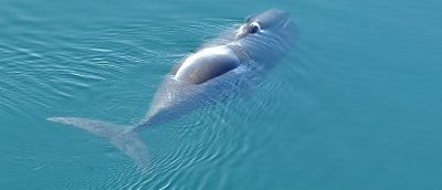 baleine boréale