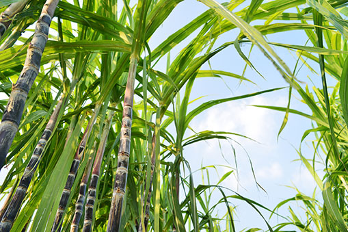 sugar cane