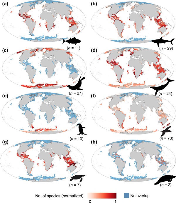 Cartes de recouvrement entre les zones lacunaires du réseau Argo et l'occurrence par groupe d'animaux