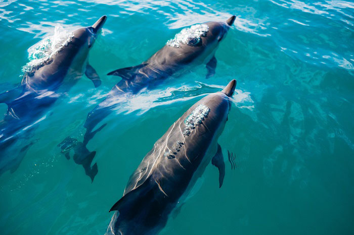 dolphins