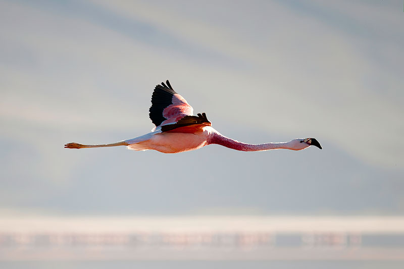 Flamant rose