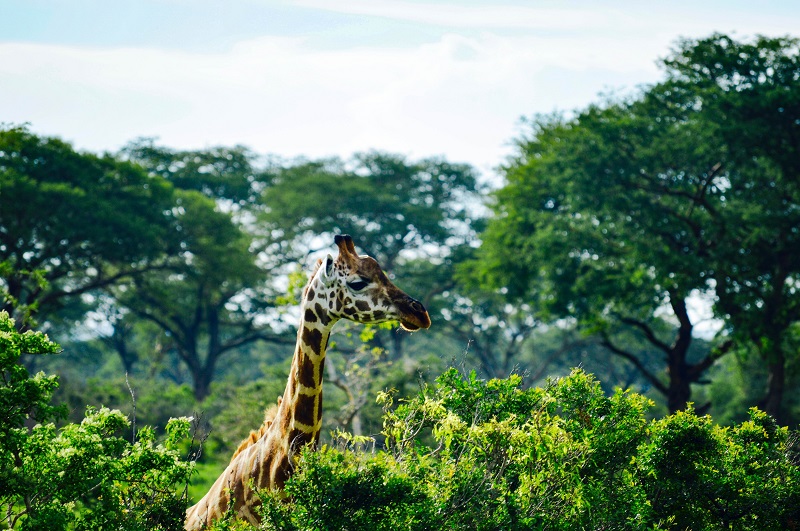 girafe