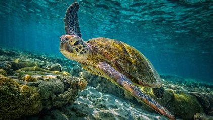 green turtle