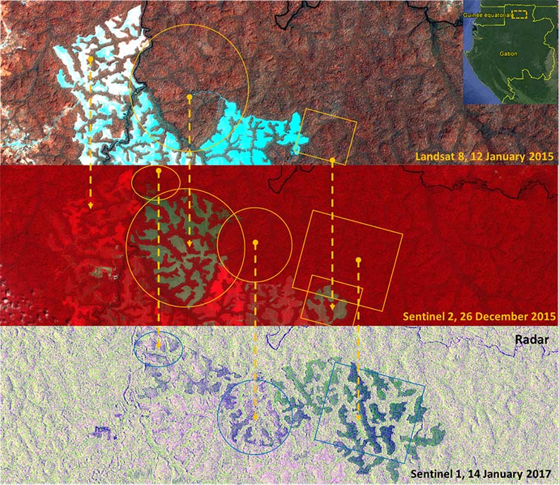 images optique et radar du couvert forestier