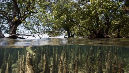 mangrove