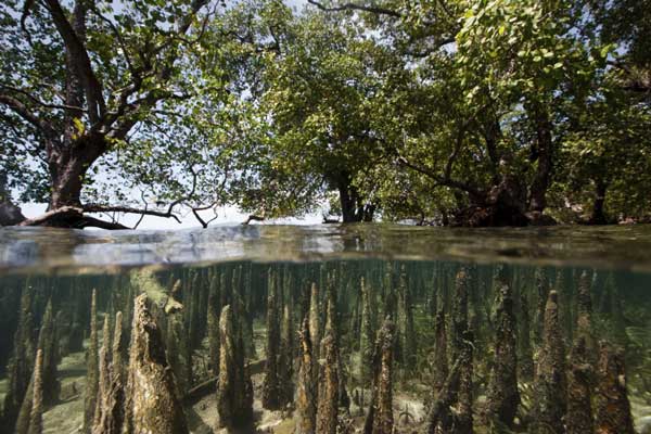 mangrove vue sous l'eau