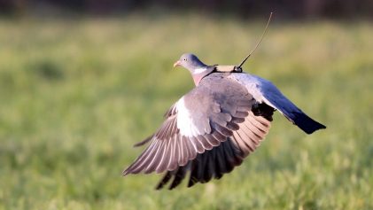 oiseau avec un tag