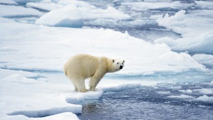 ours sur la banquise