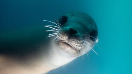 seal