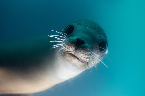 seal