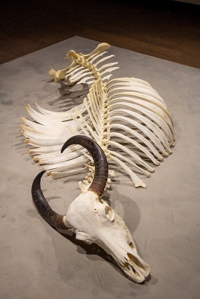 squelette d'animal