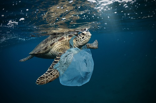 tortue cerclée par une poche plastique en mer