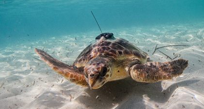 tortues sous l'eau