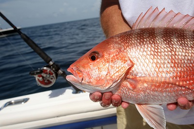 fine red snapper
