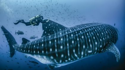 Whale Sharks